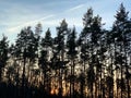 Contours of a pine forest at sunset. Tall trees in the background of the sun in the park