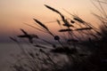 The contours of the spikelets of grass weeds at sunset, evening near the sea, beautiful sky. Background, nature