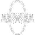 Contours teeth tooth formula