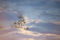 Contra light winter scene in quiet bog.