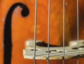 Contrabass strings Royalty Free Stock Photo