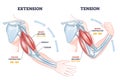 Contracting and relaxing of arms biceps and triceps muscles outline diagram