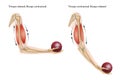 Contracting and relaxing of biceps and triceps during flexion and extension