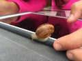 Contradictions: technology vs snail