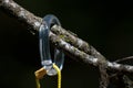 Contradictory Plastic Ring on Tree Branch Royalty Free Stock Photo