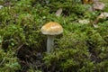 Contrary webcap, Cortinarius varius