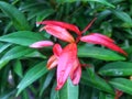 Contras red young leaf after rain