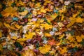 Contrast autumn background with wet orange maple leaves on green grass - selective focus close-up shot Royalty Free Stock Photo