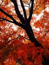 Contrast autumn Royalty Free Stock Photo