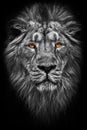 Contrast black and white photo of a maned , hair powerful male lion in night darkness with bright glowing orange eyes, isolated Royalty Free Stock Photo