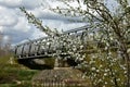 Hawthorn in front of a bridge