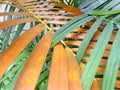 Contrast of brown dying leaf with green leaf