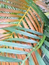 Contrast of brown dying leaf with green leaf