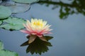 Contrast close-up of big bright pink water lily or lotus flower Perry`s Orange Sunset in pond Royalty Free Stock Photo