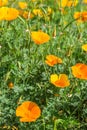 Bright orange Californian poppies with a green background