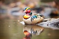 contrast of colorful duck against murky pond