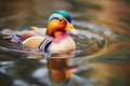 contrast of colorful duck against murky pond