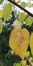 Autumn leaves. Macro. Beautiful bright background.