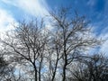 Contrast of dark tree branches and blue, cloudy sky. Trees in early spring against the sky. Royalty Free Stock Photo