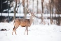 contrast of deer brown against the white snow