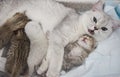 Contrast of different BSH kittens Royalty Free Stock Photo