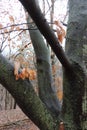 A contrast of bright branches on a dark bark Royalty Free Stock Photo