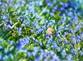 Contrast of dry leaf and naive Hyacinths spring flowers