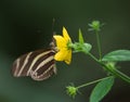 yellow and black butterfly with red dots on a yellow flower Royalty Free Stock Photo