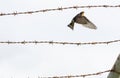 Contrast between harsh rusty barbed wire and fragile welcome swallow Royalty Free Stock Photo