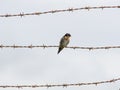 Contrast between harsh rusty barbed wire and fragile welcome swallow Royalty Free Stock Photo