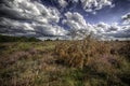 Heather and dried shrubs