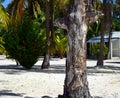 Contrast: a large green hibiscus bush with huge red flowers and a dried palm tree on the sandy beach of Saona Island. Royalty Free Stock Photo