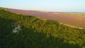 Contrast of lavender fields to forest. Shot. Top view of rural road separating lavender field from forest. Top view of