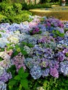 Contrast Lavender and Violet Hydrangea Flowers Royalty Free Stock Photo