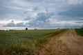 Contrast of Life: Young Cornfield Amidst Stormy Skies Royalty Free Stock Photo