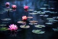 contrast of lotus flowers floating in dark, moody water Royalty Free Stock Photo