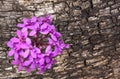Contrast of Mauve Orchid Against Textured Bark of Tamboti Log