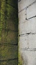 Contrast of moss and concrete wall texture Royalty Free Stock Photo