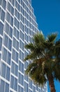 Palm Trees and a high rise Royalty Free Stock Photo