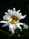 Contrast photograph of a Shasta daisy against a darker garden background