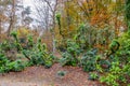 Contrast between plants with green foliage with bare trees and trees with yellowish green leaves Royalty Free Stock Photo