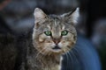 contrast portrait of a greeneyed cat Royalty Free Stock Photo