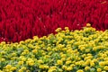 the contrast of red and yellow Royalty Free Stock Photo