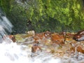 Moss gets splashed by water cascading down a creek Royalty Free Stock Photo