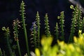 A contrast of shining green and dark blue