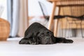 Contrast of the shiny black coat of a young slumbering Labrador with the white floor of a Mediterranean villa