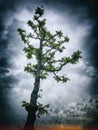 Contrast silhouette of high tree with green leaves against the backdrop of a gloomy cloudy dark blue sky with clouds Royalty Free Stock Photo