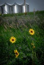 Contrast of silos and sunflowers in North Dakota