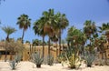 Contrast vegetation of cactus plants and palm trees desert and beach of Baja California Royalty Free Stock Photo