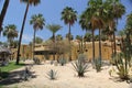 Contrast vegetation of cactus plants and palm trees desert and beach of Baja California Royalty Free Stock Photo